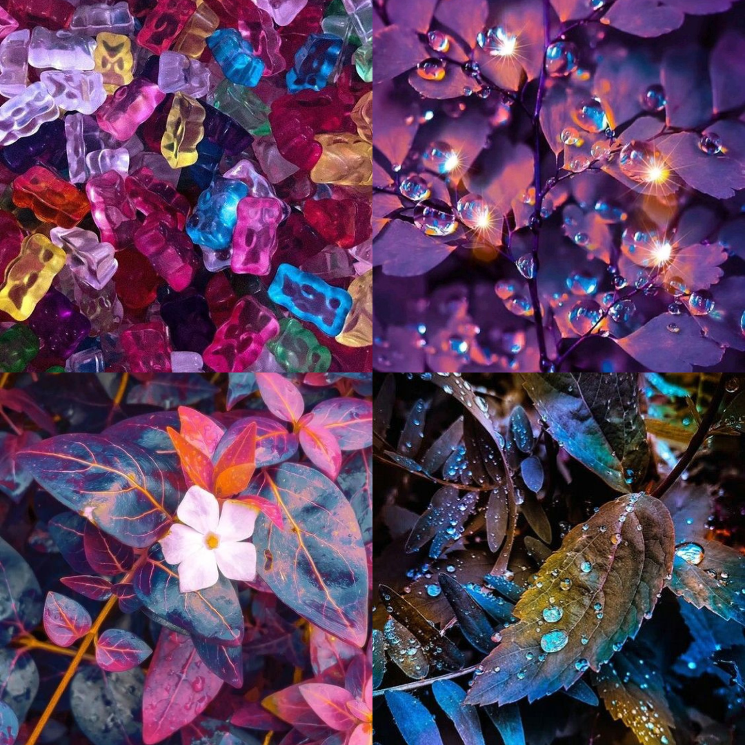 Quatre photographies retouchées : des bonbons oursons, des feuilles, des fleurs, le tout dans les tons de violine, bleu nuit, rouge profond, prune, bordeaux, turquoise, avec des accents lumineux.
